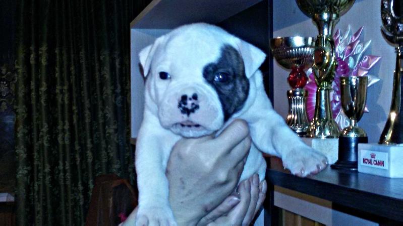 Zhan Reno | American Bulldog 