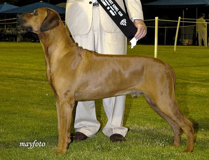 Lionsbane Hes The Boss | Rhodesian Ridgeback 