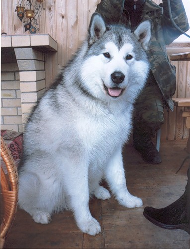 Artur Aysvindz | Alaskan Malamute 