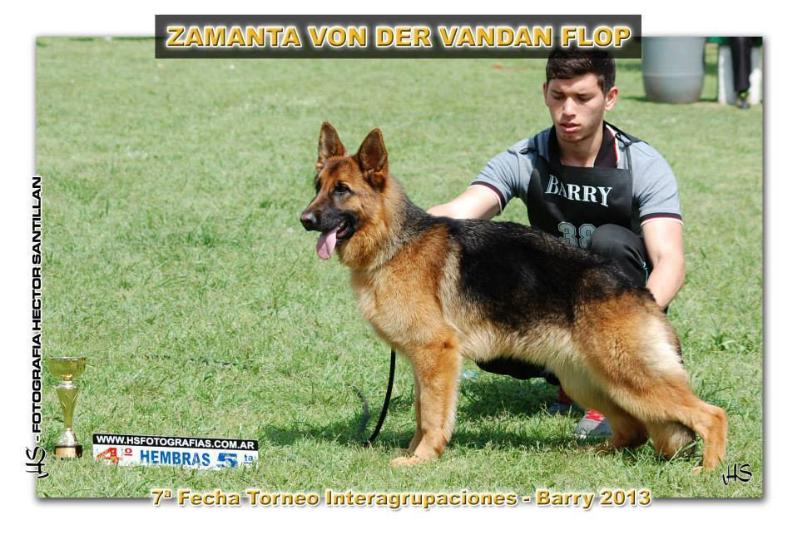 Zamanta Von Der Vandan Flop | German Shepherd Dog 