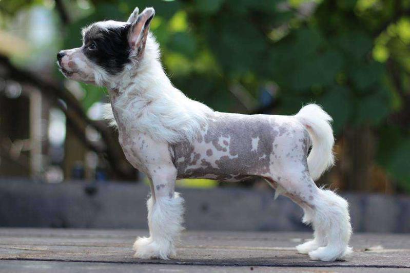 Secret Herbaciana Roza | Chinese Crested 