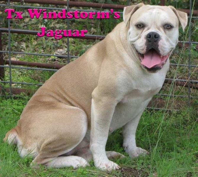 TX Windstorm's Jaguar XK | Olde English Bulldogge 