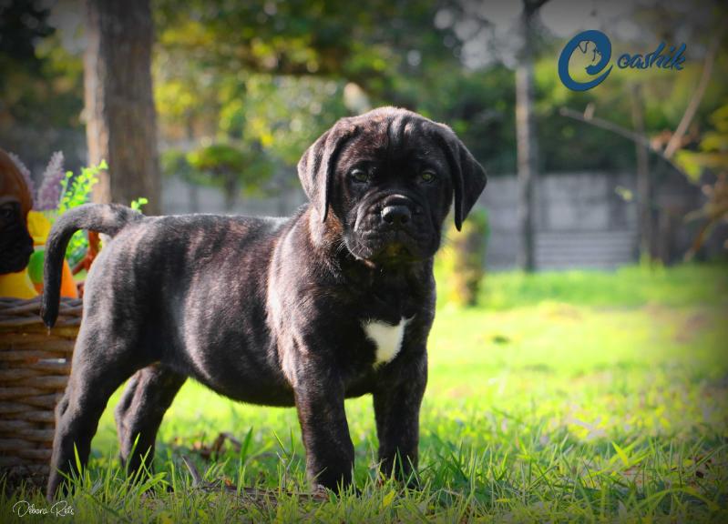 Eashik´s You Had Me at ´Hello´ | Bullmastiff 