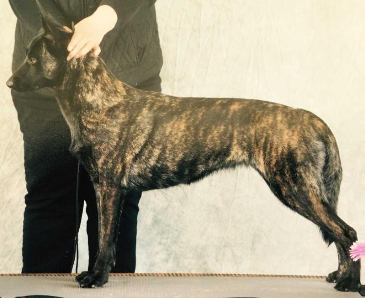 Arwen van Zion | Dutch Shepherd 