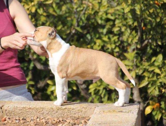 Seniars Rockabye | American Staffordshire Terrier 