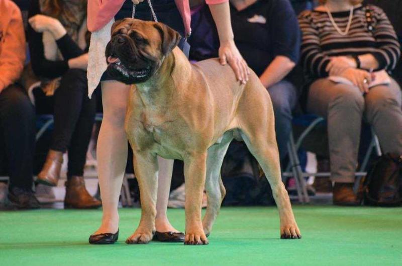 Stonekeeper Amatrix At Staxonoby | Bullmastiff 
