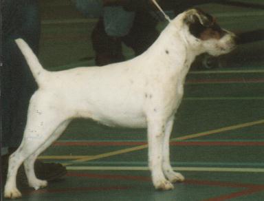 Devons Wood's Chana | Parson Russell Terrier 