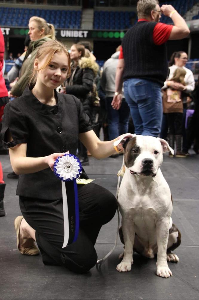 Alen Redzhinald SOLARTEAM | American Staffordshire Terrier 