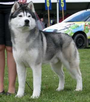 HUSKY HAVEN VIKING GLORY | Siberian Husky 