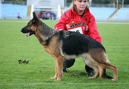 Gabriella Lugansk Lend | German Shepherd Dog 