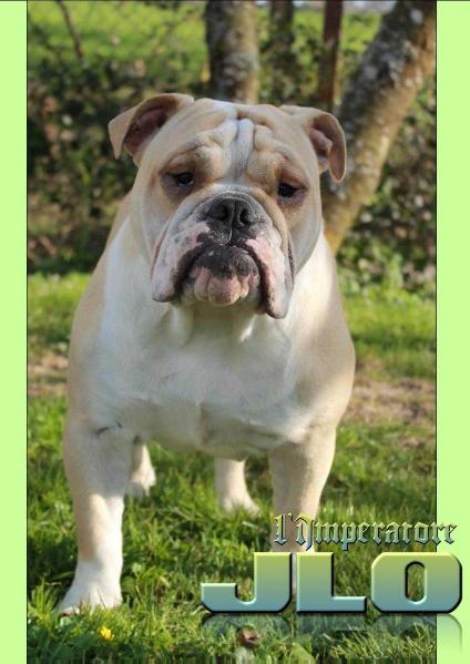 L'Imperatore Jlo | Olde English Bulldogge 