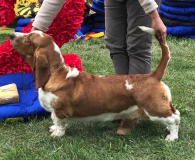 Lily Crown Violet Eyes | Basset Hound 