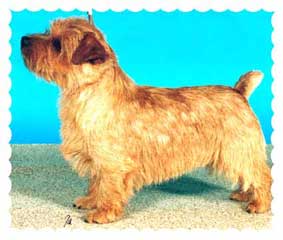 Porrigito Claypot (Clay) | Norfolk Terrier 