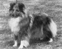 Lythwood Sandlewood | Shetland Sheepdog 