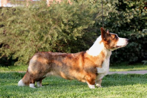 Corgi na Volge Berta Sagolik | Cardigan Welsh Corgi 