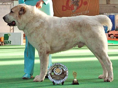 Ahtar | Central Asian Shepherd Dog 