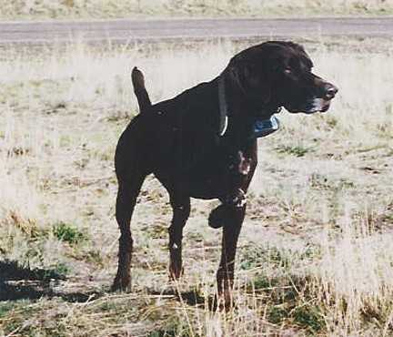 RAMMER'S GRAND CODY | German Shorthaired Pointer 