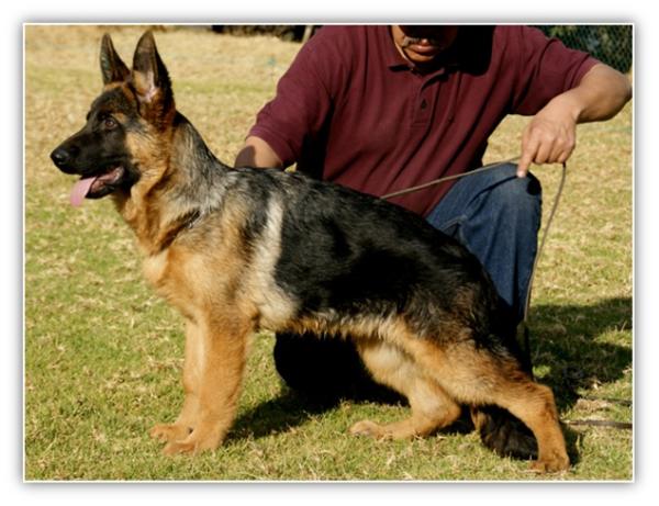 Franko vom Garikhaus | German Shepherd Dog 