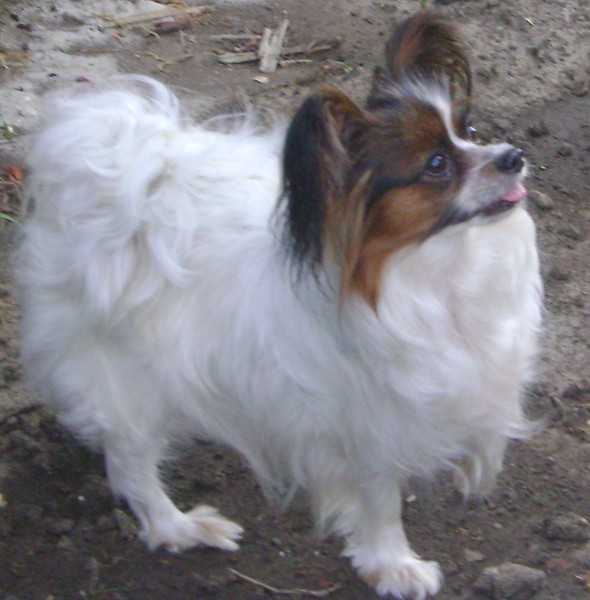 Inora Ketrin | Papillon 