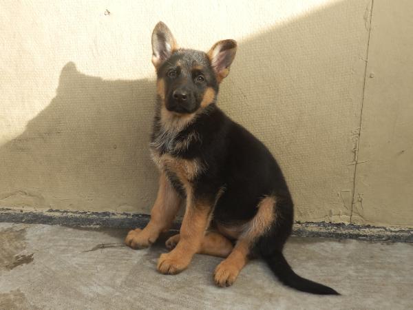 Cady Von Fotemwen | German Shepherd Dog 
