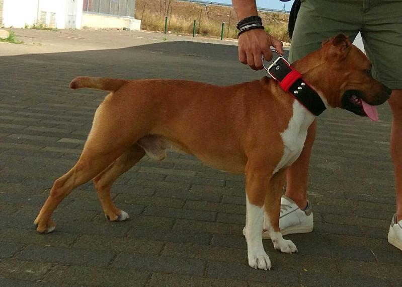 Moon Rock Landi's Buddy | American Staffordshire Terrier 