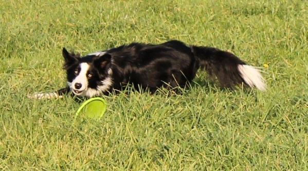 Slim's Magnum | Border Collie 