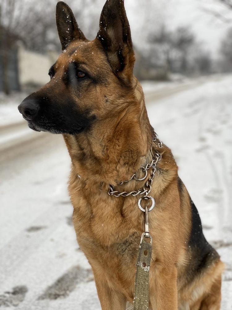Demetra Casa di Alba | German Shepherd Dog 