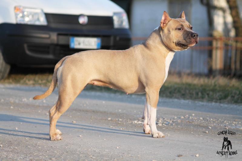 Koshamo's Sweet Goldie | American Staffordshire Terrier 