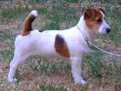 Cedine island dream | Jack Russell Terrier 