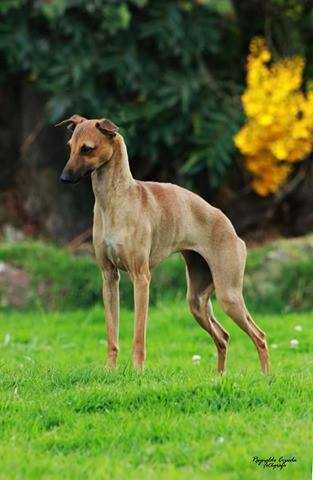 De La Casa Borromeo's  Sivella | Italian Greyhound 