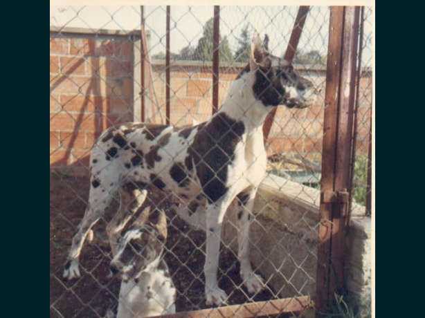Petra de Mourre Frais | Great Dane 
