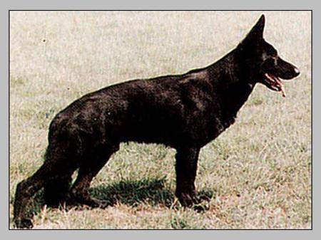 Wotan vom Geefacker | German Shepherd Dog 