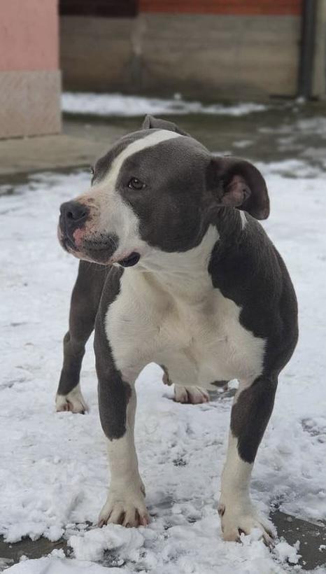 Mely Noble Class | American Staffordshire Terrier 