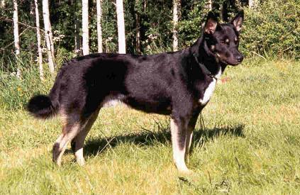 Lappe Tikko's G-Asterix | Lapponian Herder 