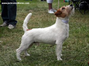 Suzan's Pride Cricket | Jack Russell Terrier 