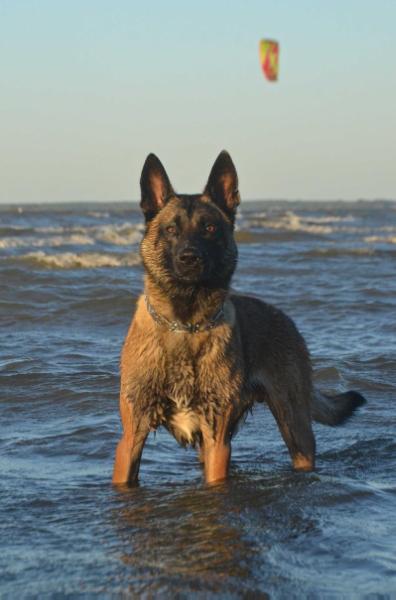 Sylvan Eidolon Akela | Belgian Malinois 