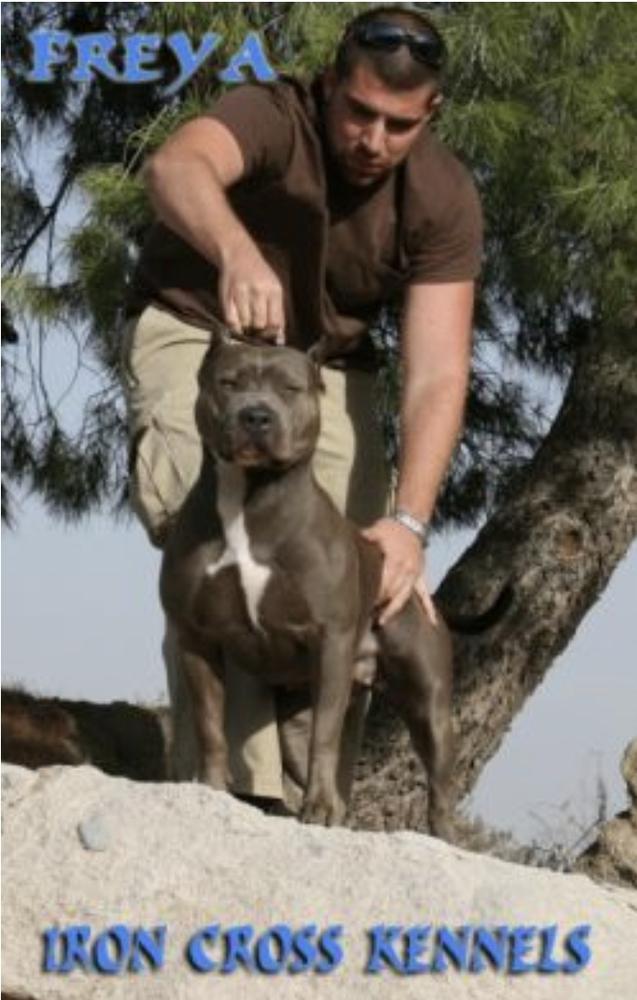 IRON CROSS FREYA | American Pit Bull Terrier 