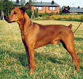 Ceriinan RAYMOND | German Pinscher 