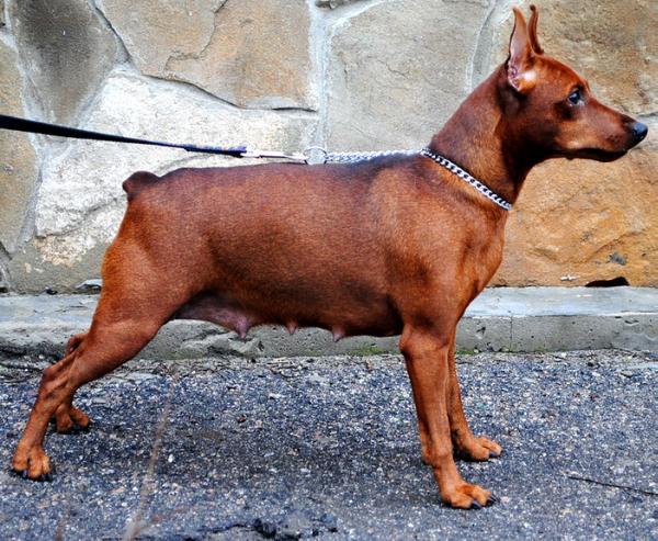 Aktrissa Illissiona Magnifisent | Miniature Pinscher 