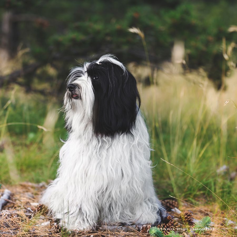 Fedor Of Kari Tibetian Shine | Tibetan Terrier 