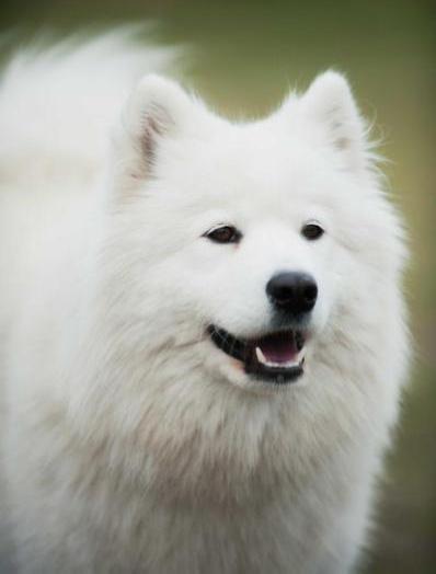 New Daimond Azuri of Chadhilla's Home | Samoyed 