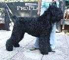 KALINKA'S GLORIA SLOVENSKA DUSHA | Black Russian Terrier 