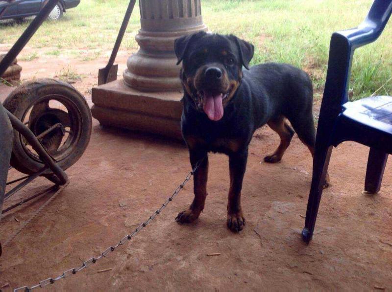 zira Hous of DOGma | Rottweiler 