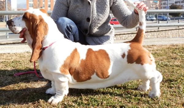 Agatha de la Vega del Genil | Basset Hound 