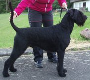 Eyk Vom Lindelbrunn | Giant Schnauzer 