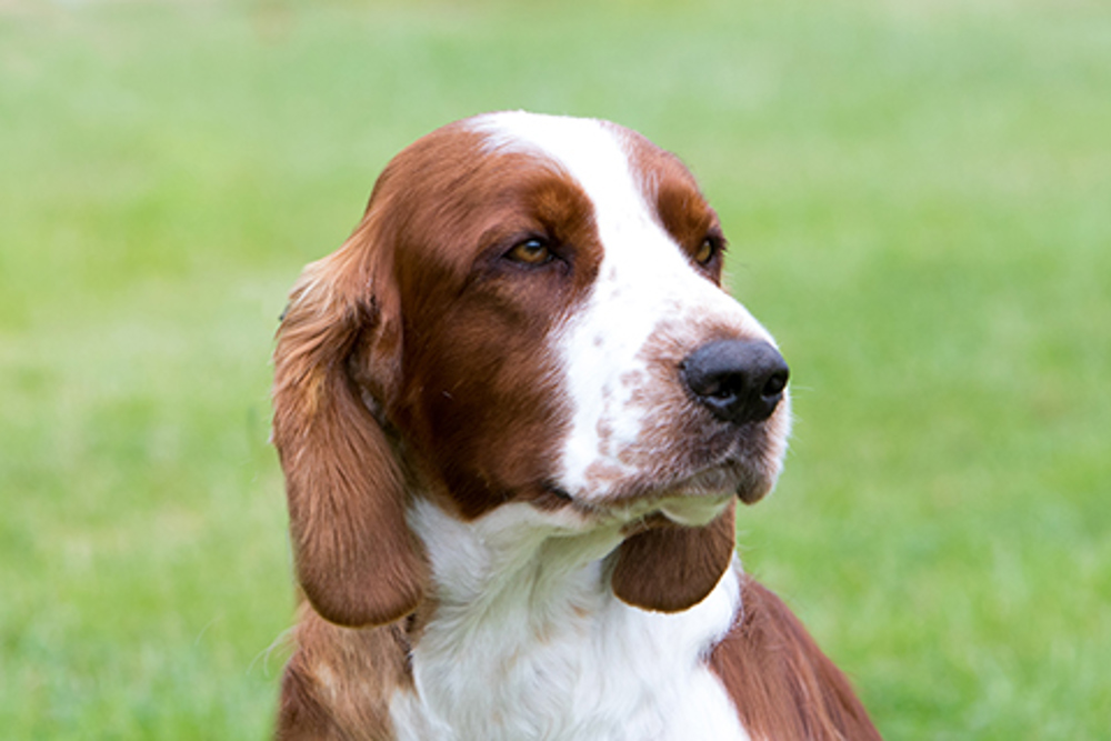 Welsh Springer Spaniel