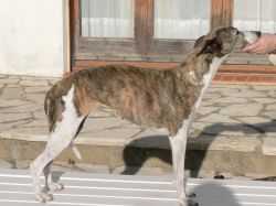 Dixmoor MISS MONNEYPENNY | Whippet 