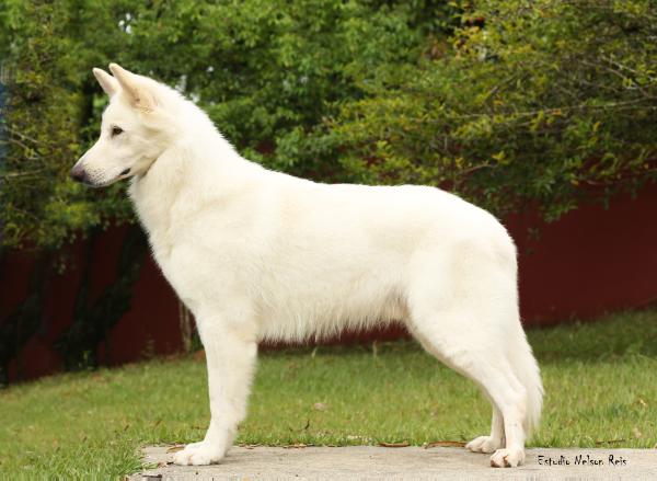 Buddie Reine Kann Schimmelpfeng | White Swiss Shepherd Dog 