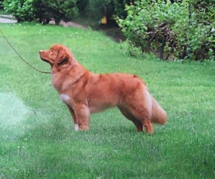 Manitou's Glitter In The Air | Nova Scotia Duck Tolling Retriever 