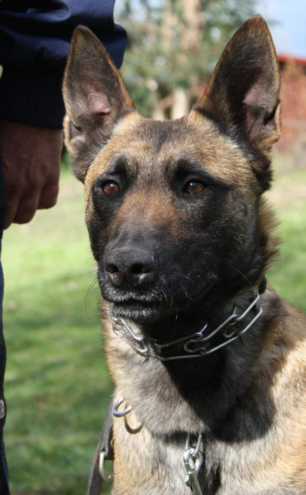 Imán van de Verpihoeve | Belgian Malinois 